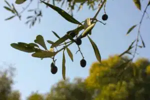 עץ זית