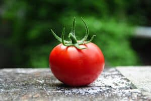 איך לגדל עגבניות בגינה בבית